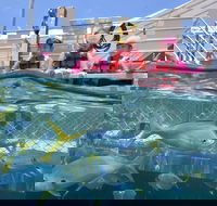 Outer Reef Pontoon Experience from Cairns - Accommodation Georgetown