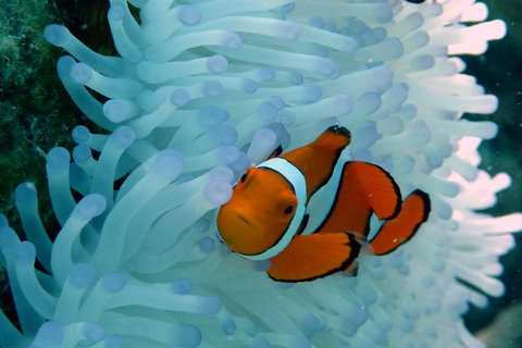 Seastar Luxury Outer Great Barrier Reef Island And Reef Tour From Cairns - Accommodation Georgetown 0