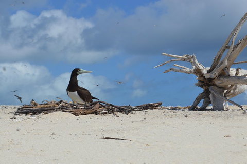 Seastar Luxury Outer Great Barrier Reef Island And Reef Tour From Cairns - Accommodation Georgetown 1