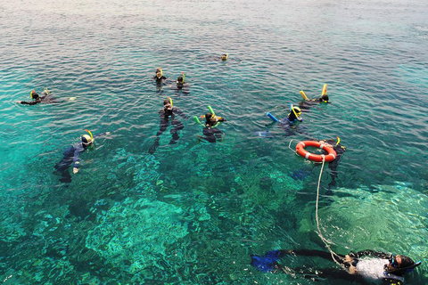 Seastar Luxury Outer Great Barrier Reef Island And Reef Tour From Cairns - Accommodation Georgetown 2