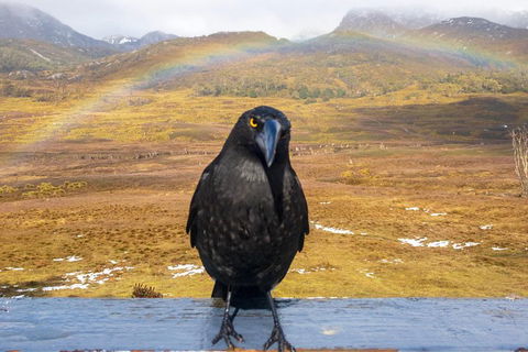 Cradle Mountain Park Explorer Guided Tour - Accommodation Georgetown 2