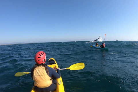 Kayaking With Dolphins In Byron Bay Guided Tour - Accommodation Georgetown 3