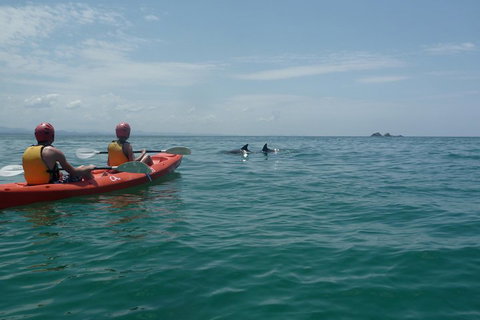 Kayaking With Dolphins In Byron Bay Guided Tour - Accommodation Georgetown 4