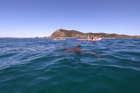 Kayaking With Dolphins In Byron Bay Guided Tour - Accommodation Georgetown 5