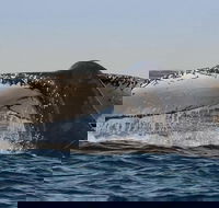 Sydney Whale-Watching Cruise Including Lunch or Breakfast - Accommodation Georgetown