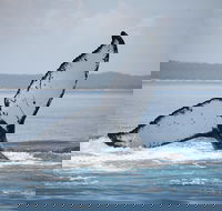 Hervey Bay Whale Watching Cruise - Accommodation Georgetown