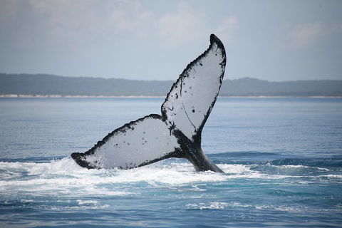 Hervey Bay Whale Watching Cruise - Accommodation Georgetown 0