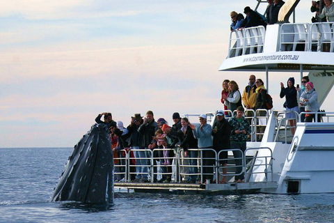 Hervey Bay Whale Watching Cruise - Accommodation Georgetown 1