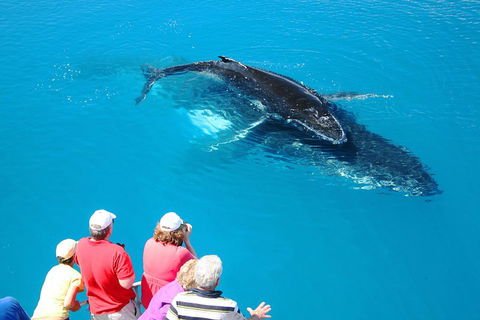 Hervey Bay Whale Watching Cruise - Accommodation Georgetown 2