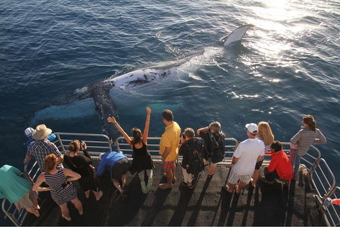 Hervey Bay Whale Watching Cruise - Accommodation Georgetown 4