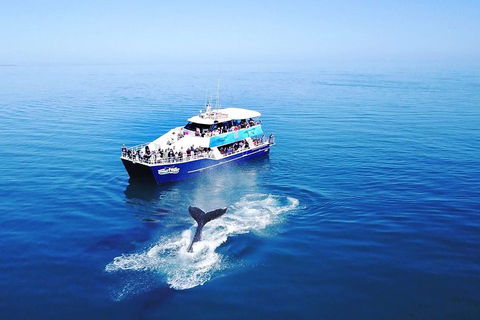 Hervey Bay Whale Watching Cruise - Accommodation Georgetown 5