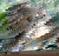 Lone Pine Koala Sanctuary Admission with Brisbane River Cruise - Accommodation Georgetown