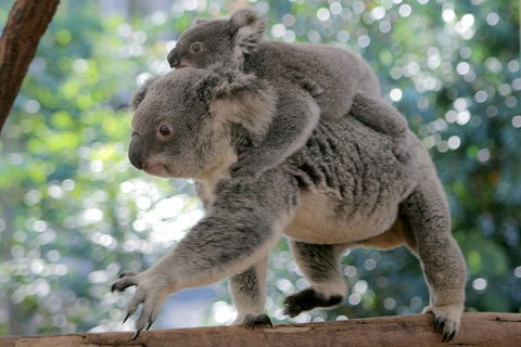 Lone Pine Koala Sanctuary Admission With Brisbane River Cruise - Accommodation Georgetown 0