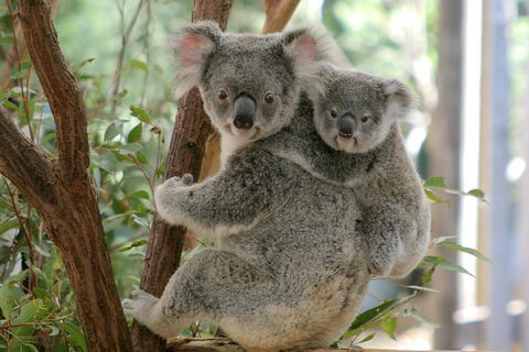 Lone Pine Koala Sanctuary Admission With Brisbane River Cruise - Accommodation Georgetown 3