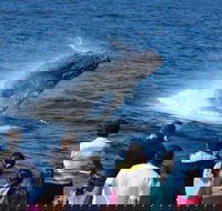 Tangalooma Island Resort Whale Watching Day Cruise - Accommodation Georgetown