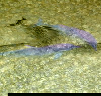 Tangalooma Island Resort Whale Watching Day Cruise with Dolphin Viewing - Accommodation Georgetown