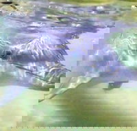 Tangalooma Island Resort Whale Watching Day Cruise with Dolphin Feeding - Accommodation Georgetown