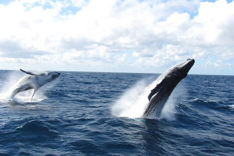 Tangalooma Island Resort Whale Watching Day Cruise With Dolphin Feeding - Accommodation Georgetown 1