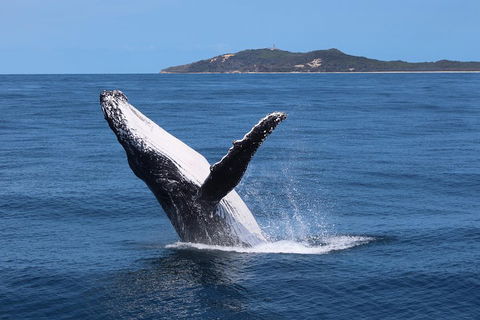 Tangalooma Island Resort Whale Watching Day Cruise With Dolphin Feeding - Accommodation Georgetown 3