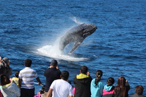 Tangalooma Island Resort Whale Watching Day Cruise With Dolphin Feeding - Accommodation Georgetown 5