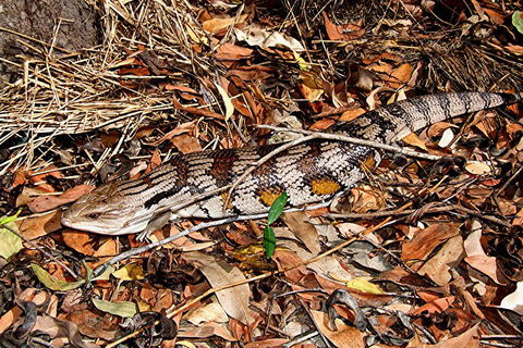 Hartley's Crocodile Adventures General Entry Ticket - Accommodation Georgetown 5