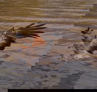 Litchfield and Jumping Crocodiles Full Day Trip from Darwin - Accommodation Georgetown