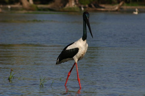 Litchfield And Jumping Crocodiles Full Day Trip From Darwin - Accommodation Georgetown 1