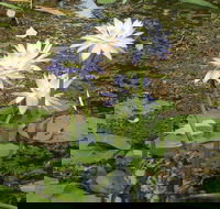 Yellow Water Cruise - Kakadu - Accommodation Georgetown