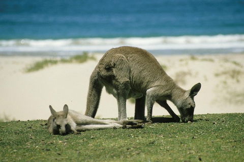 Great Ocean Road Highlights Tour - 2 Days, 1 Night - Accommodation Georgetown 2