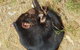 Phillip Island Penguin And Wildlife Tour - thumb 3
