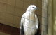 Phillip Island Penguin And Wildlife Tour - thumb 5