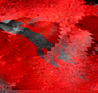 Small-Group Kangaroo Island 4WD Night Tour - Accommodation Georgetown