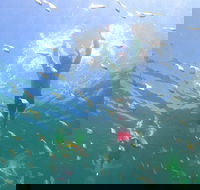 Manly Snorkel Trip and Nature Walk with Local Guide - Accommodation Georgetown