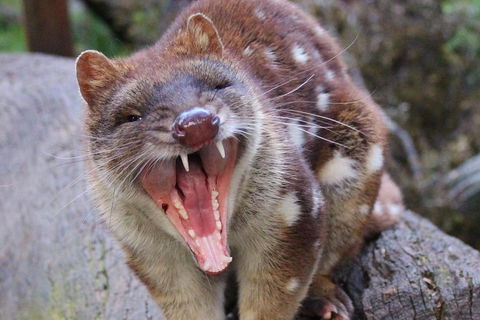After Dark Tasmanian Devil Feeding Tour At Cradle Mountain - Accommodation Georgetown 0