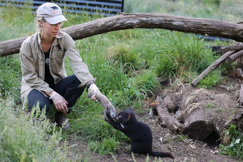 After Dark Tasmanian Devil Feeding Tour At Cradle Mountain - Accommodation Georgetown 1