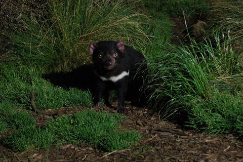 After Dark Tasmanian Devil Feeding Tour At Cradle Mountain - Accommodation Georgetown 4
