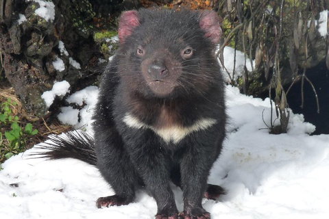 Day Keeper Tour - Accommodation Georgetown 4