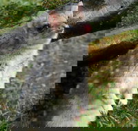 1-Hour Tasmanian Devil Feeding Day Tour at Cradle Mountain - Accommodation Georgetown