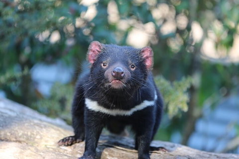 1-Hour Tasmanian Devil Feeding Day Tour At Cradle Mountain - Accommodation Georgetown 1