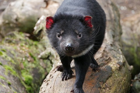 1-Hour Tasmanian Devil Feeding Day Tour At Cradle Mountain - Accommodation Georgetown 4