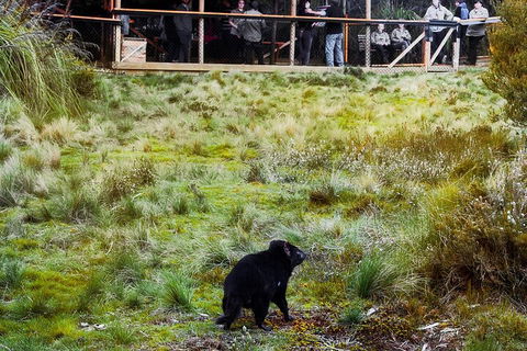 1-Hour Tasmanian Devil Feeding Day Tour At Cradle Mountain - Accommodation Georgetown 5