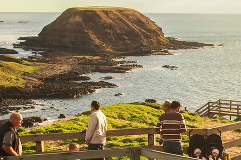 Healesville Sanctuary And Phillip Island Wildlife Bus Tour - Accommodation Georgetown 3