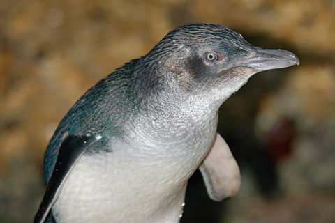 Healesville Sanctuary And Phillip Island Wildlife Bus Tour - Accommodation Georgetown 4