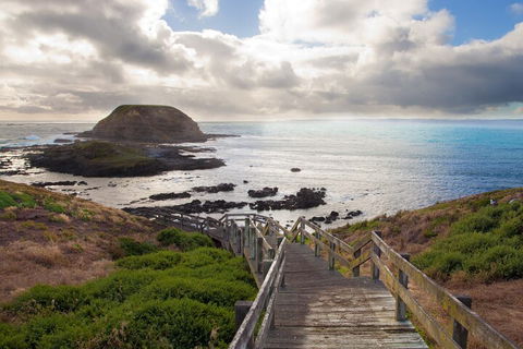 Healesville Sanctuary And Phillip Island Wildlife Bus Tour - Accommodation Georgetown 5
