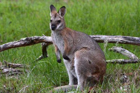 Ultimate Blue Mountains And Wildlife Tour - Accommodation Georgetown 0