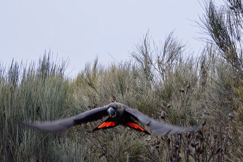 Ultimate Blue Mountains And Wildlife Tour - Accommodation Georgetown 5