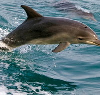 1.5HR Mudjimba Island Wildlife Safari - Accommodation Georgetown