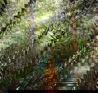 O'Reilly's  Lamington National Park from Gold Coast - Accommodation Georgetown
