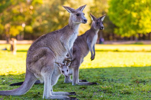 LGBT+ Friendly Full Day Phillip Island Private Tour - Accommodation Georgetown 4