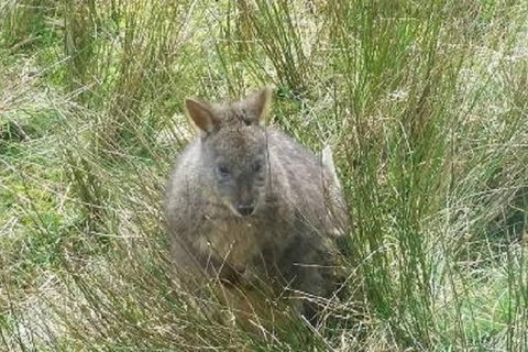 Leven Canyon Day Trip Including Wings Wildlife Park Or Gunns Plains Caves - Accommodation Georgetown 3